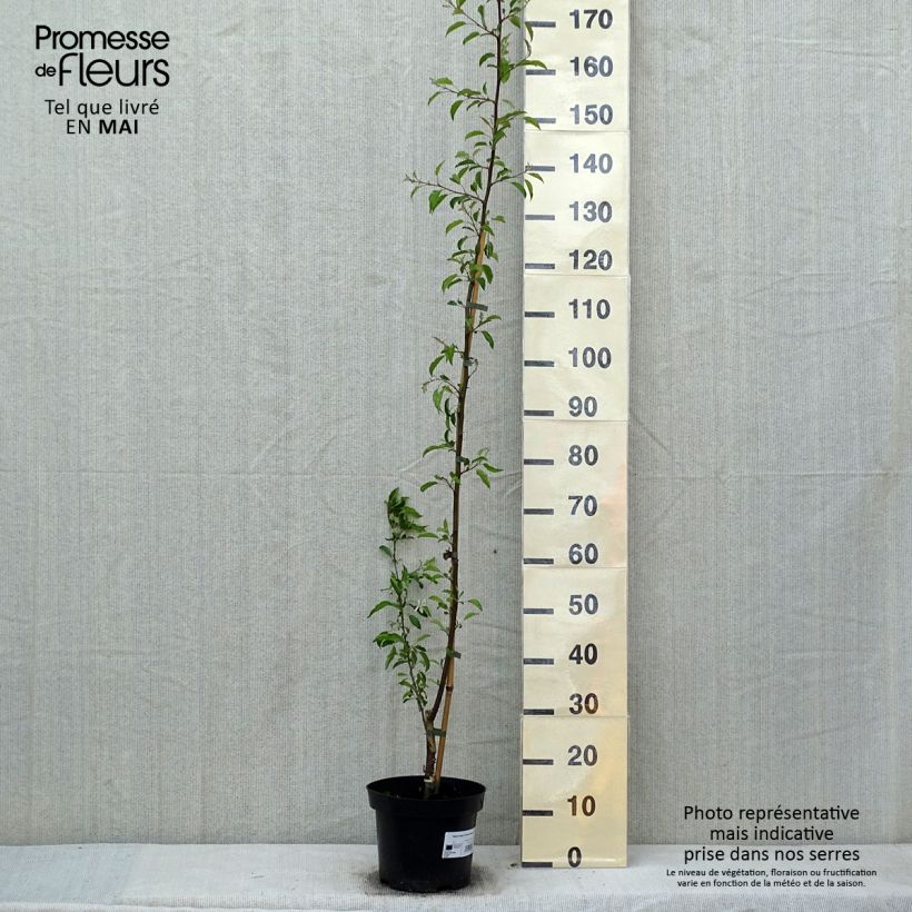 Manzano de flor toringo Brouwers Beauty Maceta 4L/5L Ejemplar entregado en la primavera