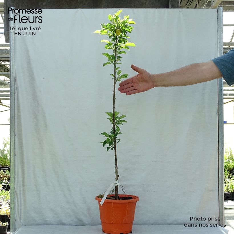 Ejemplar de Manzano enano Garden Sun Red Maceta 6L/7L, 1/4 tallo entregado en verano