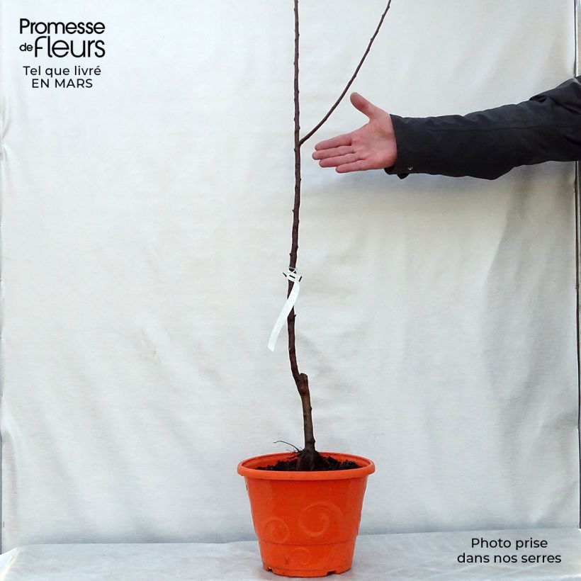 Manzano enano Garden Sun Red Maceta 6L/7L, 1/4 tallo Ejemplar entregado en la primavera