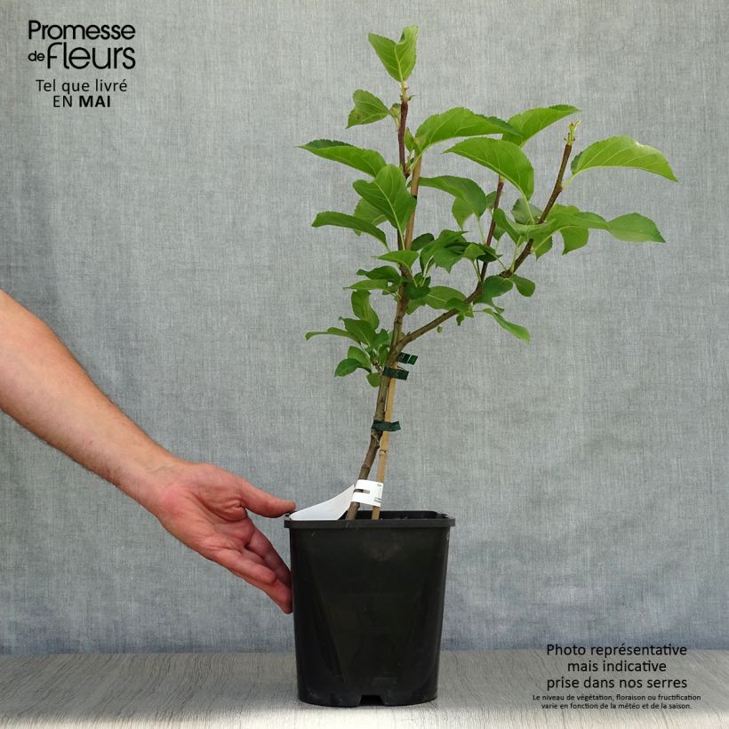 Manzano enano Fruit Me Apple Me Yellow Golden Maceta 4L/5L, Enano Ejemplar entregado en la primavera