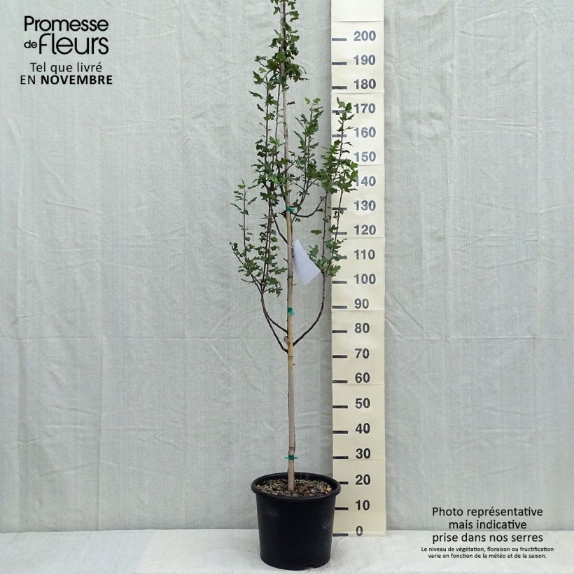 Ejemplar de Malus trilobata - Manzano de flor Maceta 12L/15L entregado en otoño
