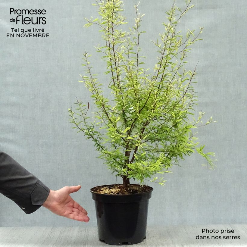 Ejemplar de Calliandra surinamensis Maceta 7,5L/10L entregado en otoño