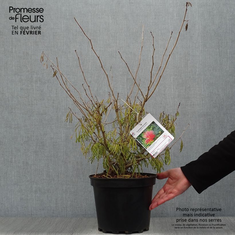 Calliandra surinamensis Maceta 7,5L/10L Ejemplar entregado en invierno