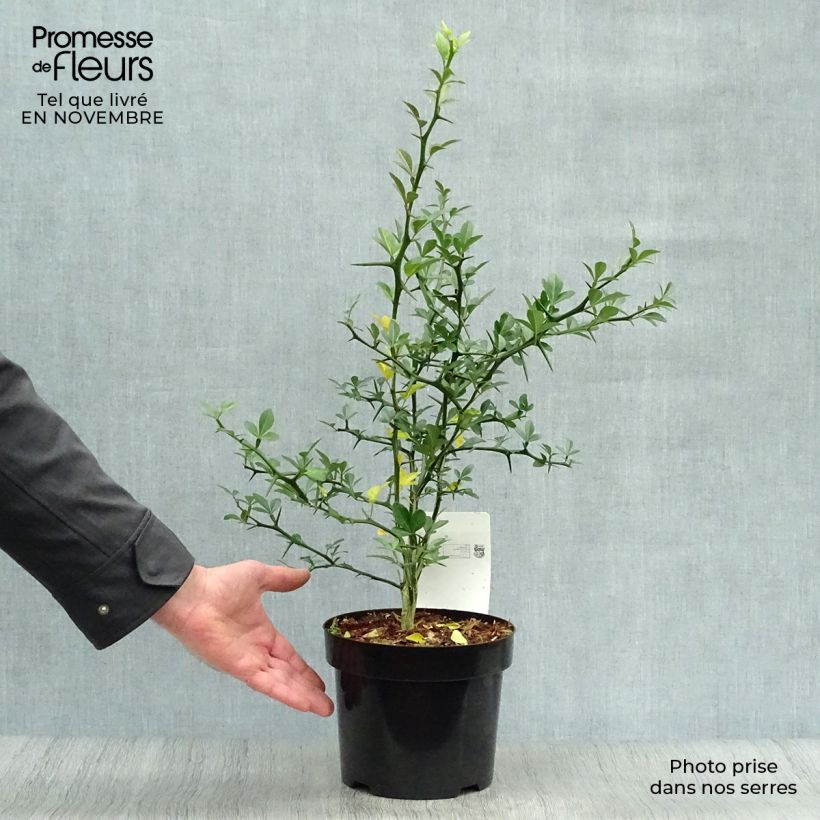 Ejemplar de Naranjo trifoliado - Poncirus trifoliata Maceta 3L/4L entregado en otoño