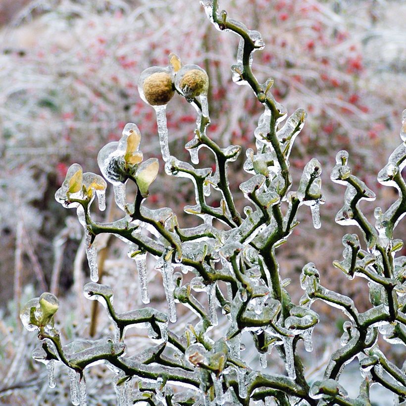 Naranjo trifoliado Flying Dragon - Poncirus trifoliata (Porte)
