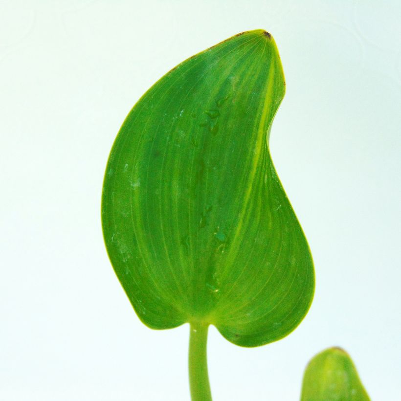 Pontederia cordata (Follaje)