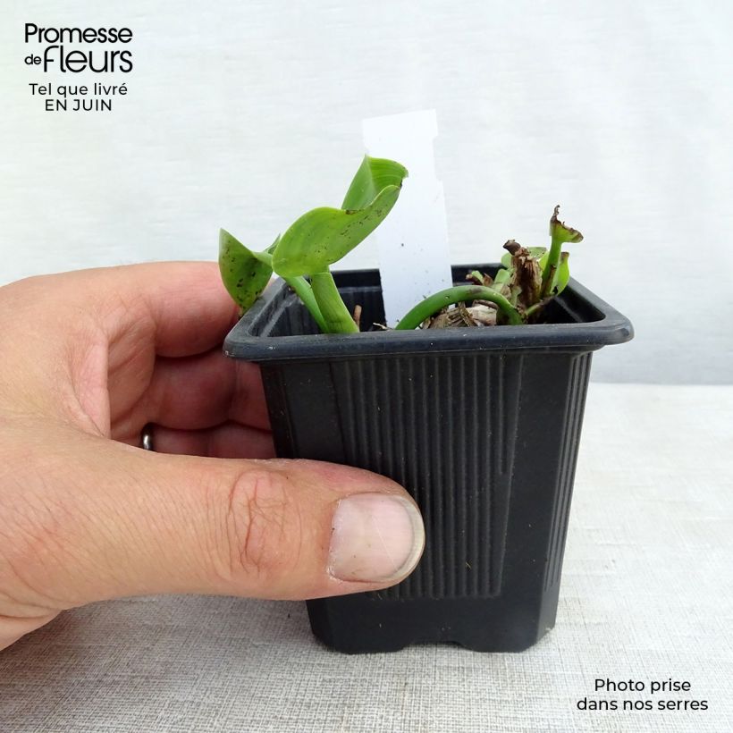 Ejemplar de Pontederia cordata Maceta de 8/9 cm entregado en verano