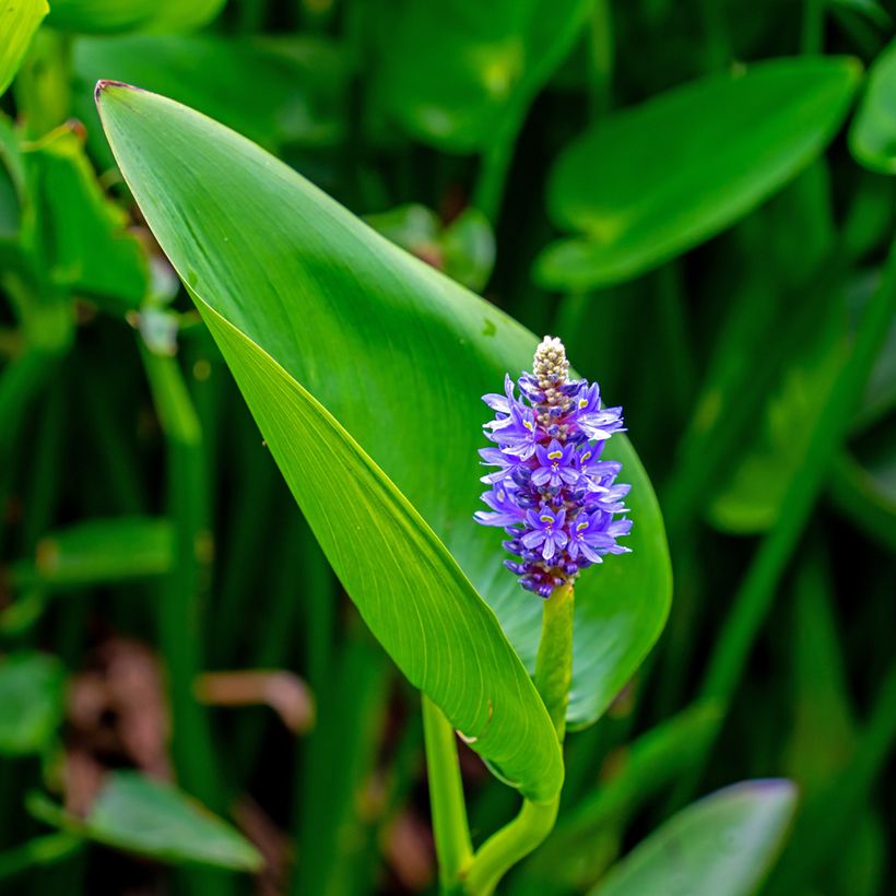 Pontederia cordata (Floración)