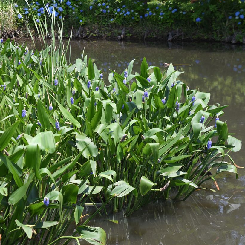 Pontederia cordata (Porte)