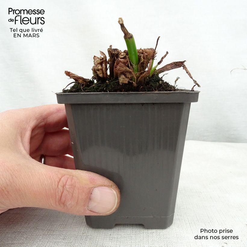 Pontederia cordata White Pike Maceta de 8/9 cm Ejemplar entregado en la primavera