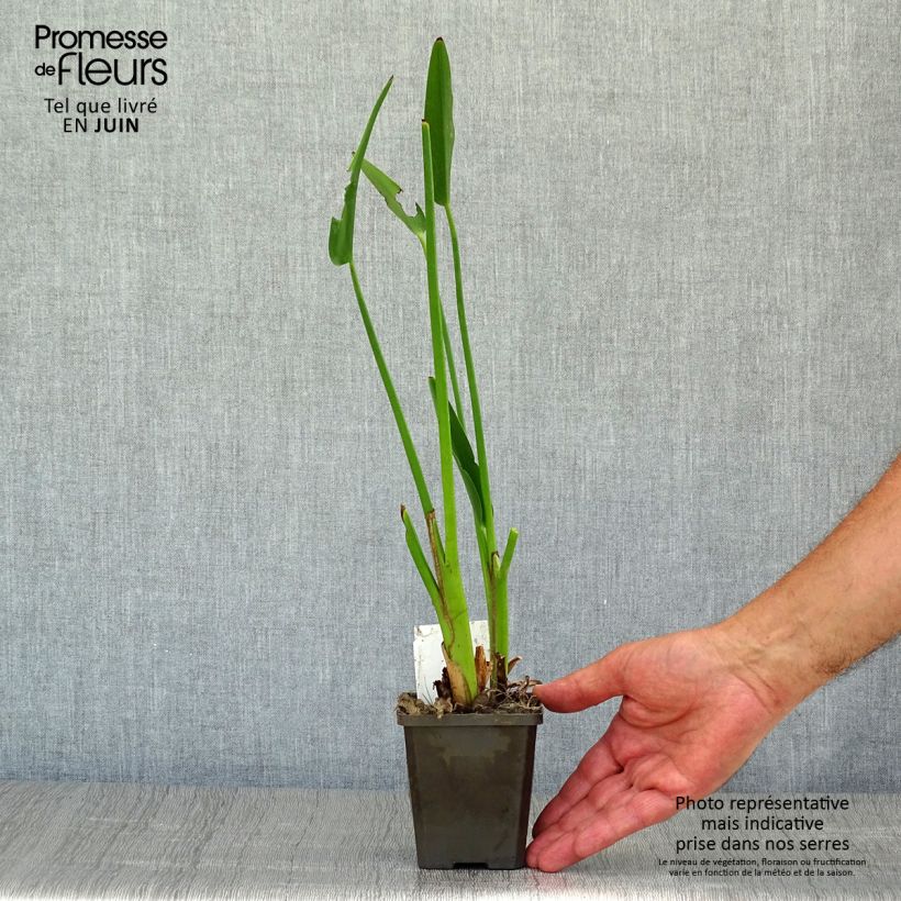 Ejemplar de Pontederia lanceolata Maceta de 8/9 cm entregado en verano