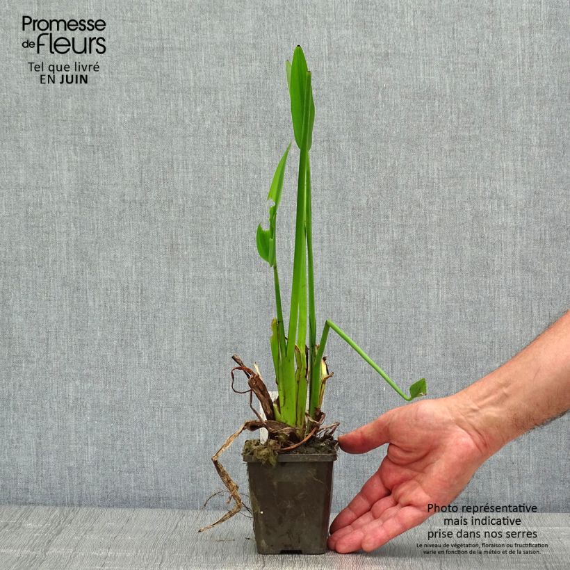 Pontederia lanceolata Maceta de 8/9 cm Ejemplar entregado en la primavera