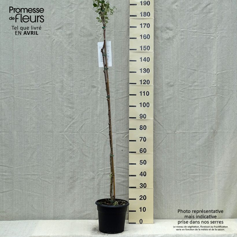 Populus alba - Álamo blanco Maceta 7,5L/10L Ejemplar entregado en la primavera