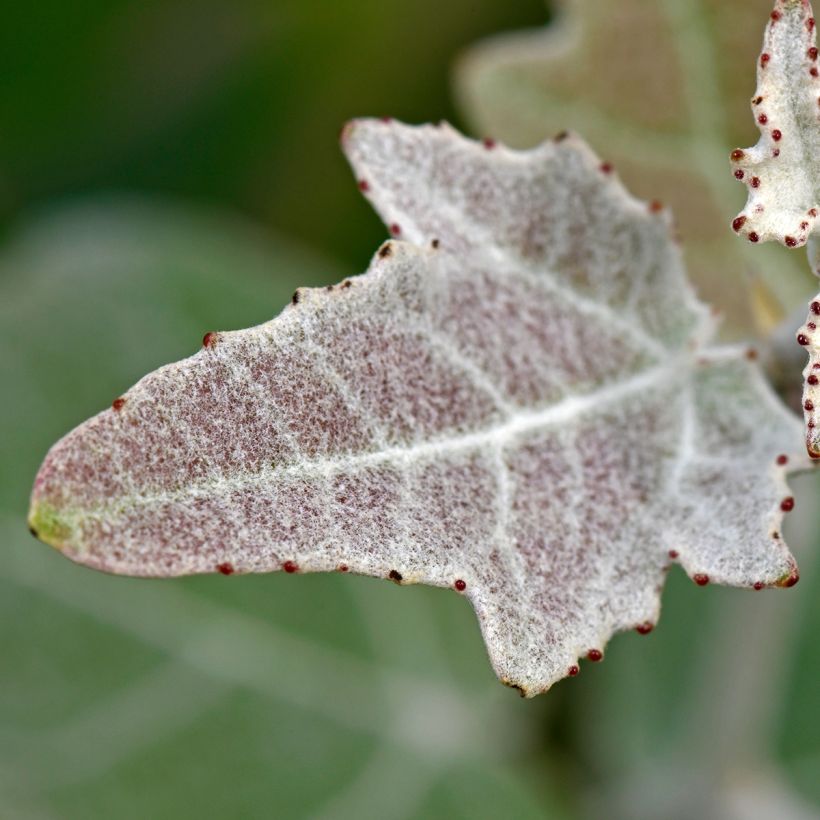 Populus alba - Álamo blanco (Follaje)