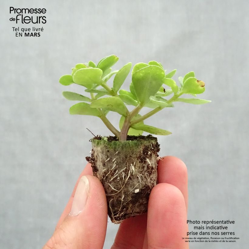 Portulaca oleracea Campino Twist Pink minicepellón: Ø 3/4 cm Ejemplar entregado en la primavera