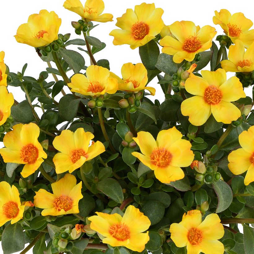 Portulaca oleracea Pazzaz Nano Yellow Twist (Floración)