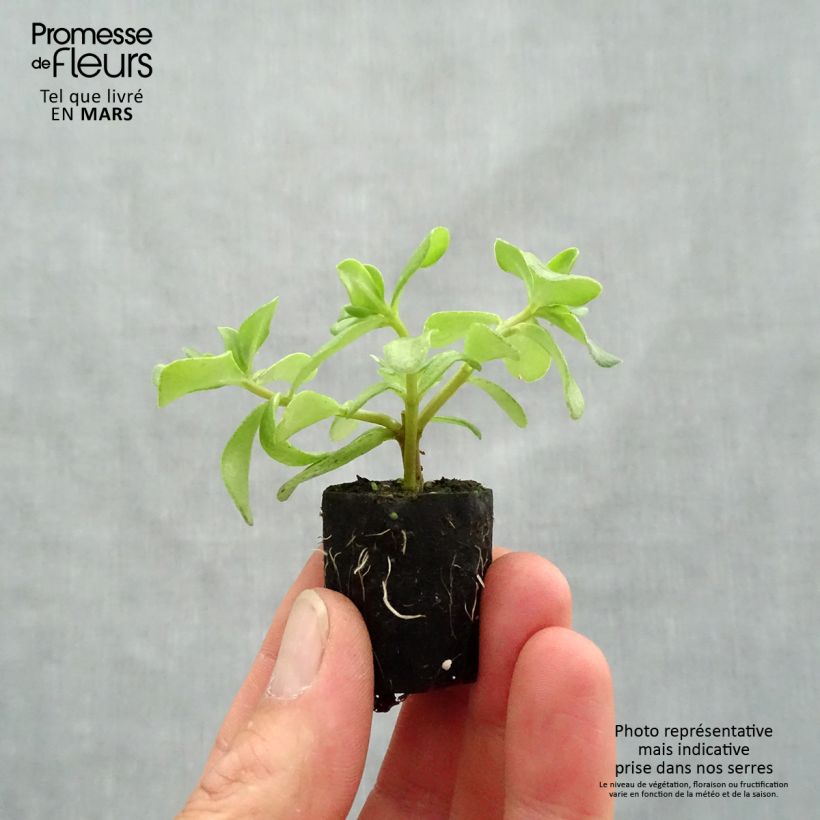 Portulaca oleracea Pazzaz Nano Hot Pink minicepellón: Ø 3/4 cm Ejemplar entregado en la primavera