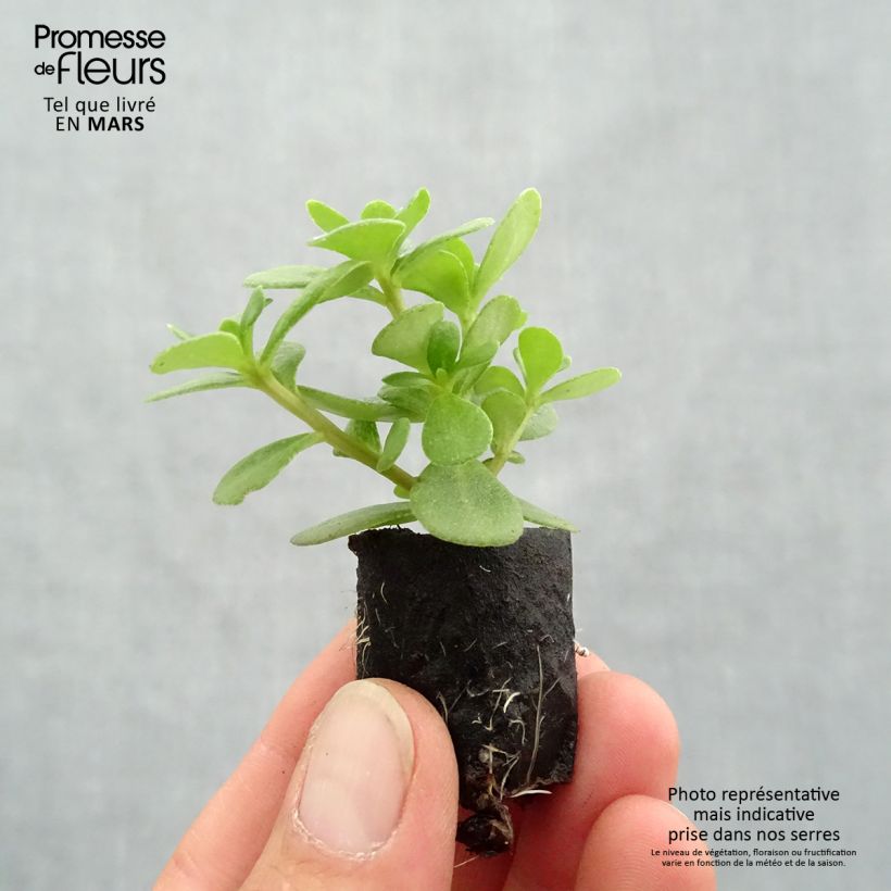 Portulaca oleracea Pazzaz Nano Orange minicepellón: Ø 3/4 cm Ejemplar entregado en la primavera