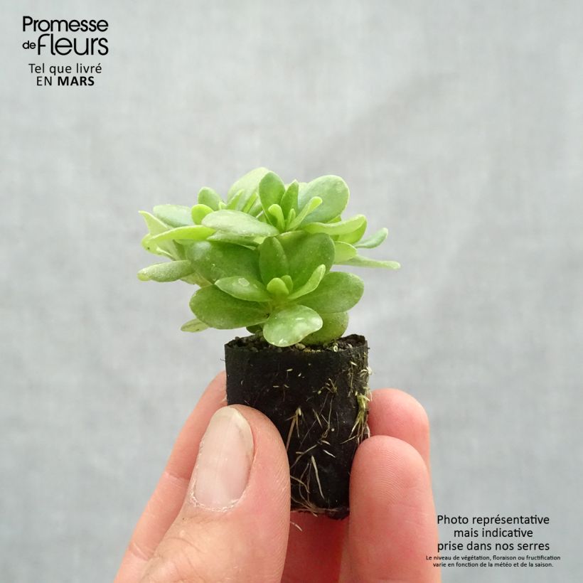 Portulaca oleracea Pazzaz Nano Yellow minicepellón: Ø 3/4 cm Ejemplar entregado en la primavera