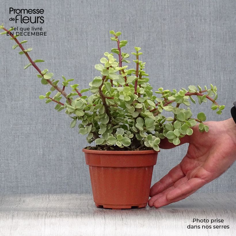 Portulacaria afra Variegata - Árbol de la Abundancia Maceta de 12 cm / 13 cm Ejemplar entregado en invierno