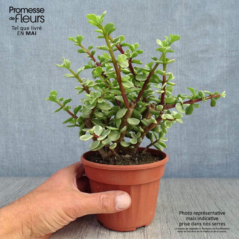 Portulacaria afra Variegata - Árbol de la Abundancia Maceta de 12 cm / 13 cm Ejemplar entregado en la primavera