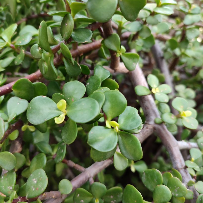 Portulacaria afra - Árbol De La Abundancia (Follaje)