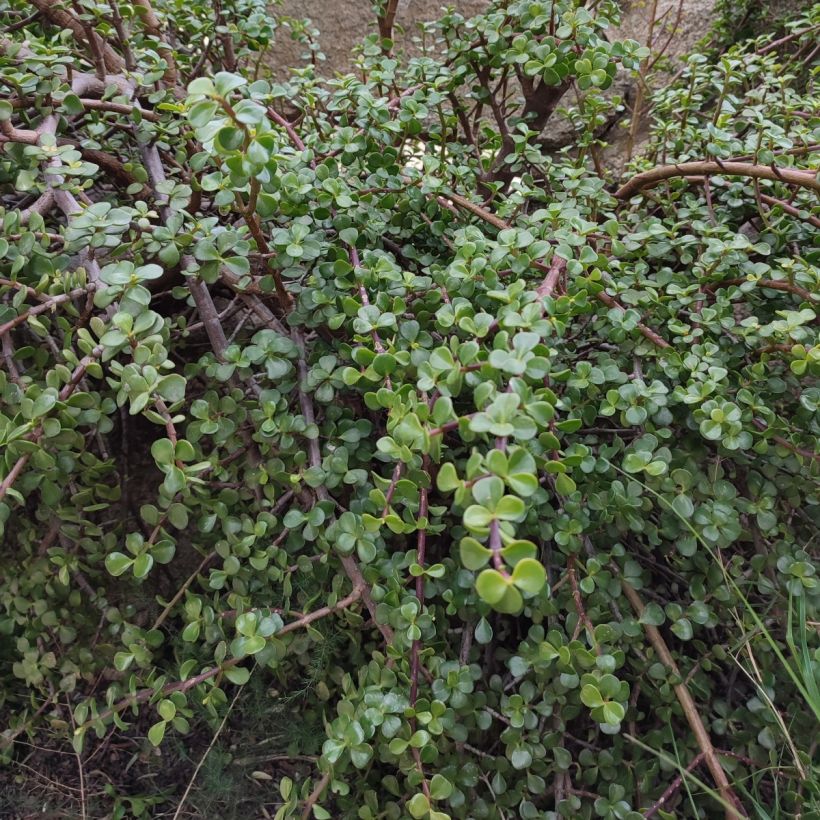 Portulacaria afra - Árbol De La Abundancia (Porte)