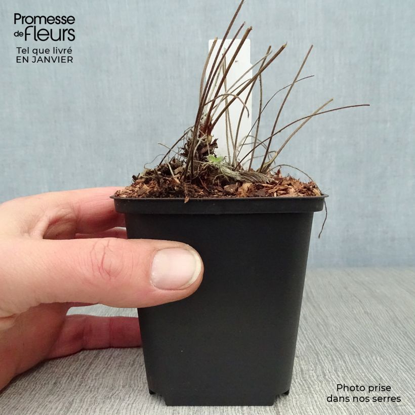 Potentilla Arc en Ciel Maceta de 8/9 cm Ejemplar entregado en invierno