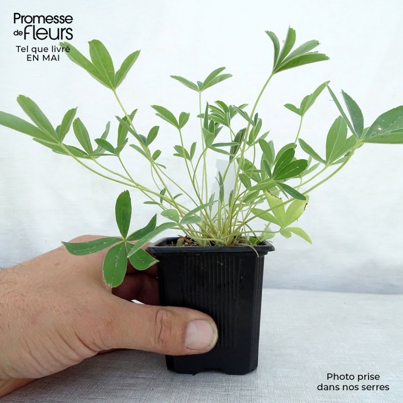 Potentilla alba Maceta de 8/9 cm Ejemplar entregado en la primavera