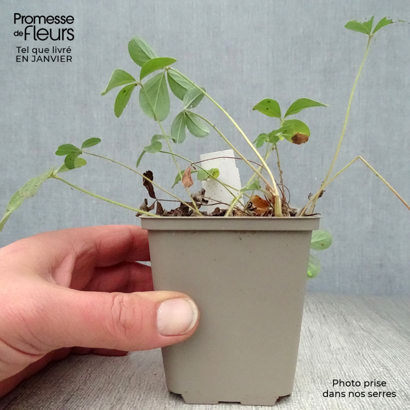 Potentilla alba Maceta de 8/9 cm Ejemplar entregado en invierno