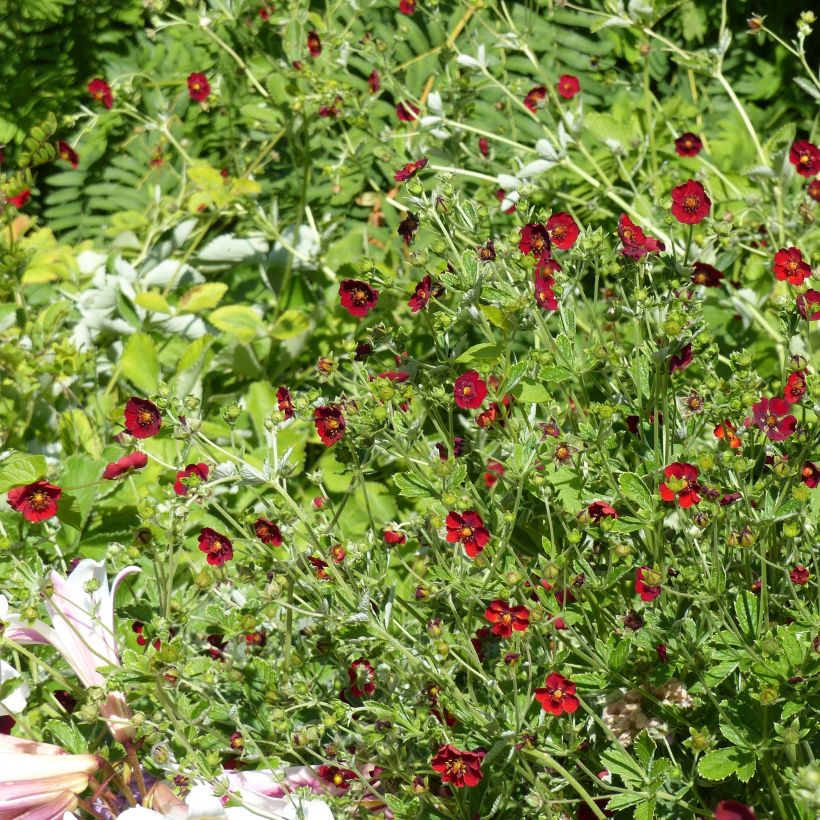 Potentilla atrosanguinea (Porte)