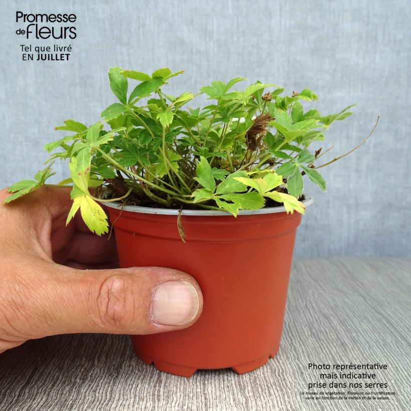 Ejemplar de Potentilla aurea Maceta de 8/9 cm entregado en verano