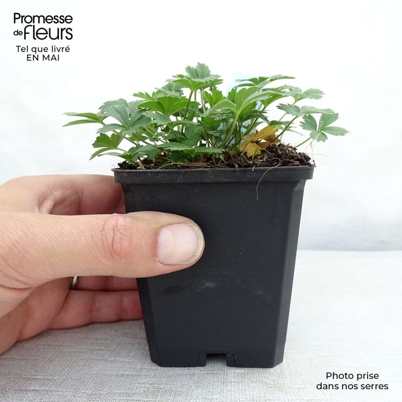 Potentilla aurea Maceta de 8/9 cm Ejemplar entregado en la primavera