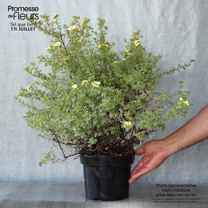 Ejemplar de Potentilla fruticosa Glamour Girl Maceta 2L/3L entregado en verano