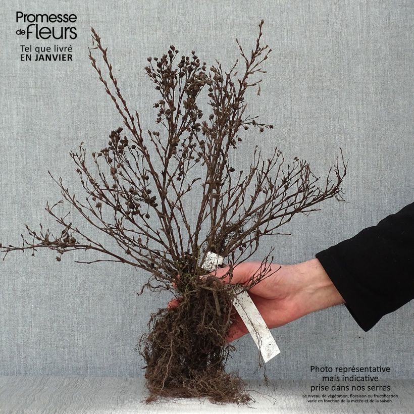 Potentilla fruticosa Abbotswood Raíces desnudas Ejemplar entregado en invierno
