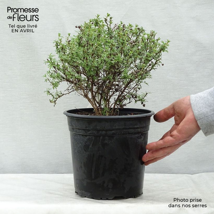 Potentilla fruticosa Bellissima Maceta 2L/3L Ejemplar entregado en la primavera
