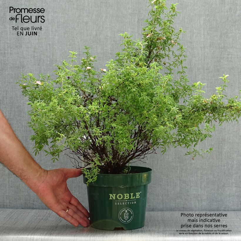 Ejemplar de Potentilla fruticosa Bellissima Maceta 2L/3L entregado en verano