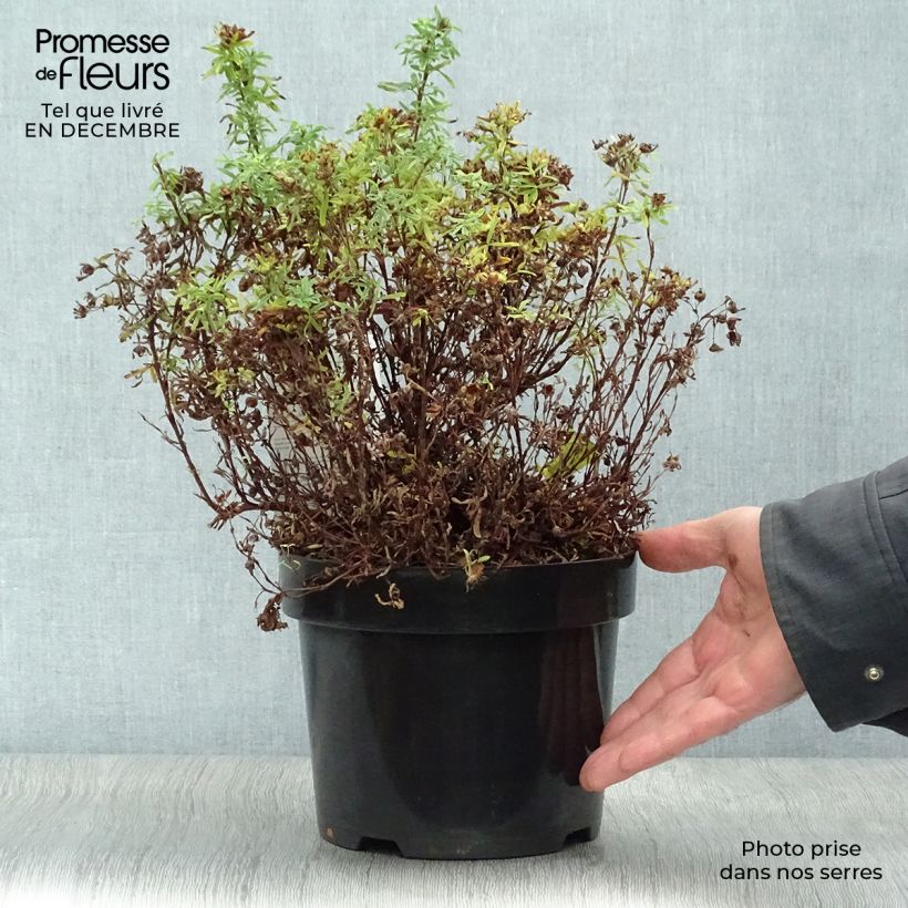 Potentilla fruticosa Bellissima Maceta 2L/3L Ejemplar entregado en invierno