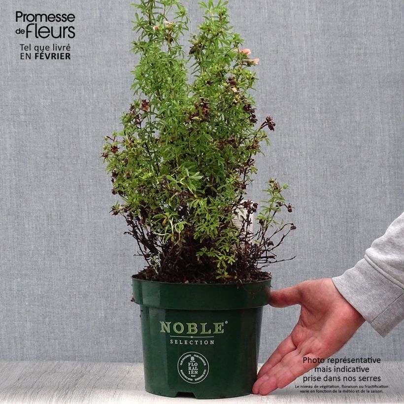 Ejemplar de Potentilla fruticosa Bellissima Maceta 2L/3L entregado en otoño