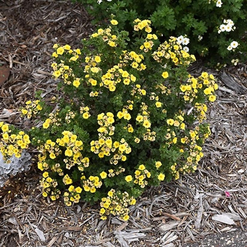 Potentilla fruticosa Citrus Tart (Porte)