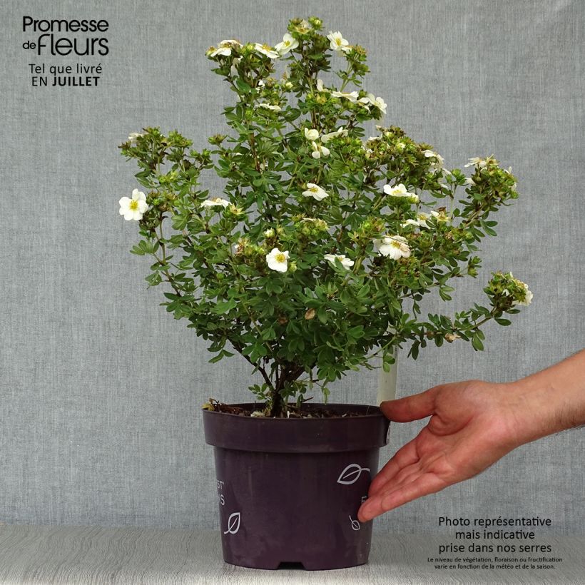 Ejemplar de Potentilla fruticosa Creme brulée Maceta 2L/3L entregado en verano