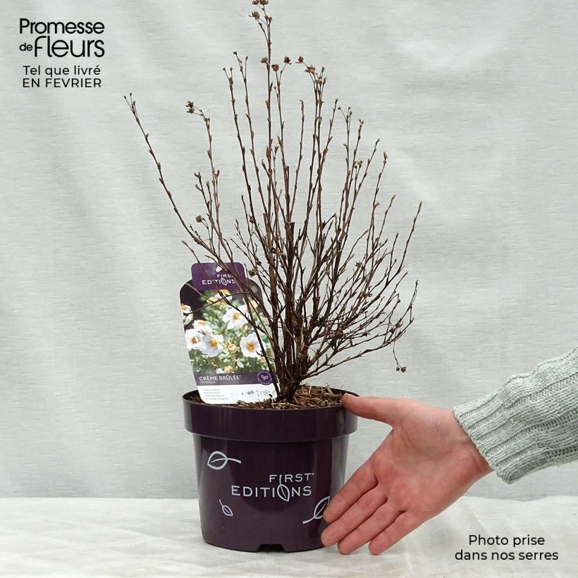 Potentilla fruticosa Creme brulée Maceta 2L/3L Ejemplar entregado en invierno