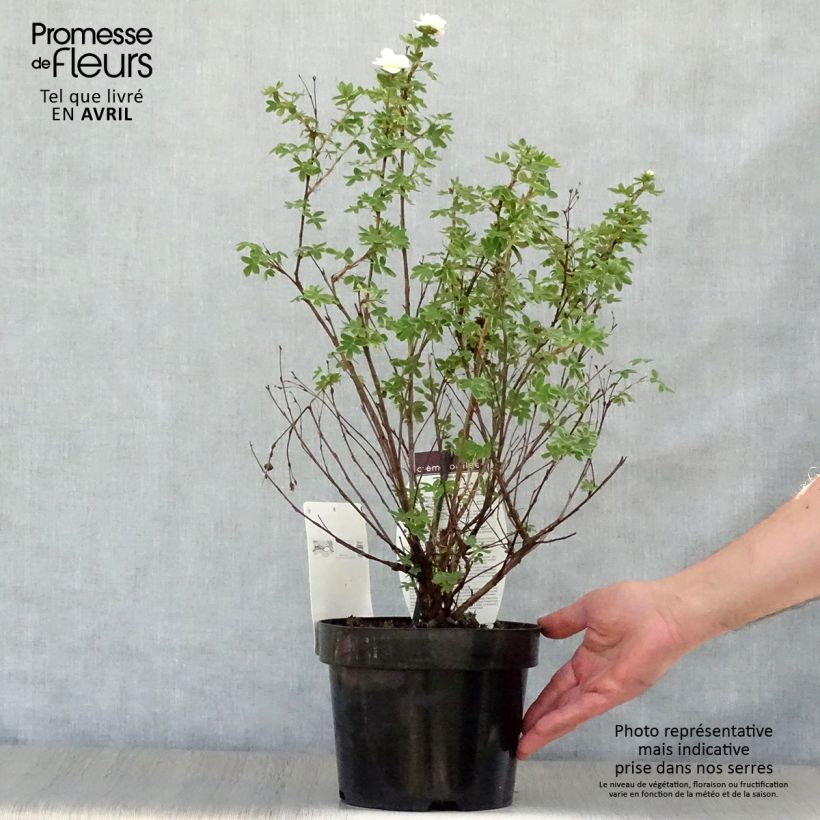Potentilla fruticosa Creme brulée Maceta 2L/3L Ejemplar entregado en la primavera