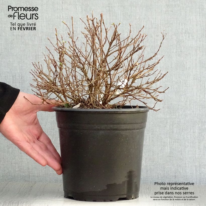 Potentilla fruticosa Double Punch Pastel Maceta 3L/4L Ejemplar entregado en invierno