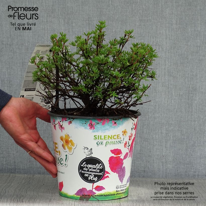 Potentilla fruticosa Double Punch Pastel Maceta 3L/4L Ejemplar entregado en la primavera