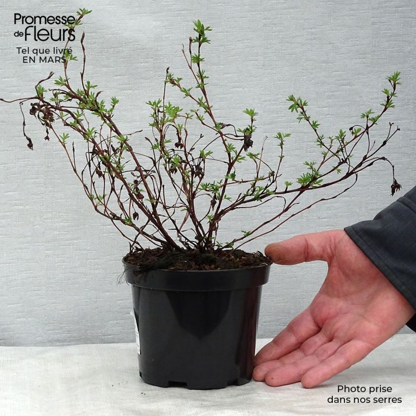 Potentilla fruticosa Goldfinger Maceta 1L/1,5L Ejemplar entregado en invierno