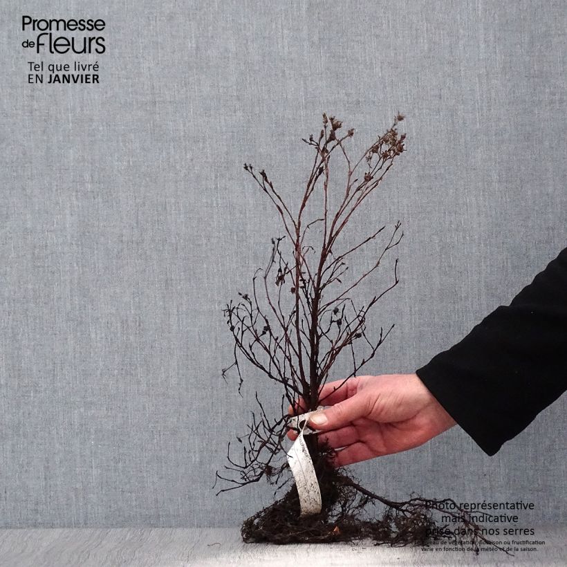 Potentilla fruticosa Goldfinger Raíces desnudas Ejemplar entregado en invierno