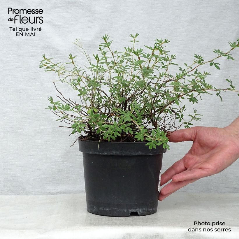 Potentilla fruticosa Goldteppich Maceta 1,5L/2L Ejemplar entregado en la primavera