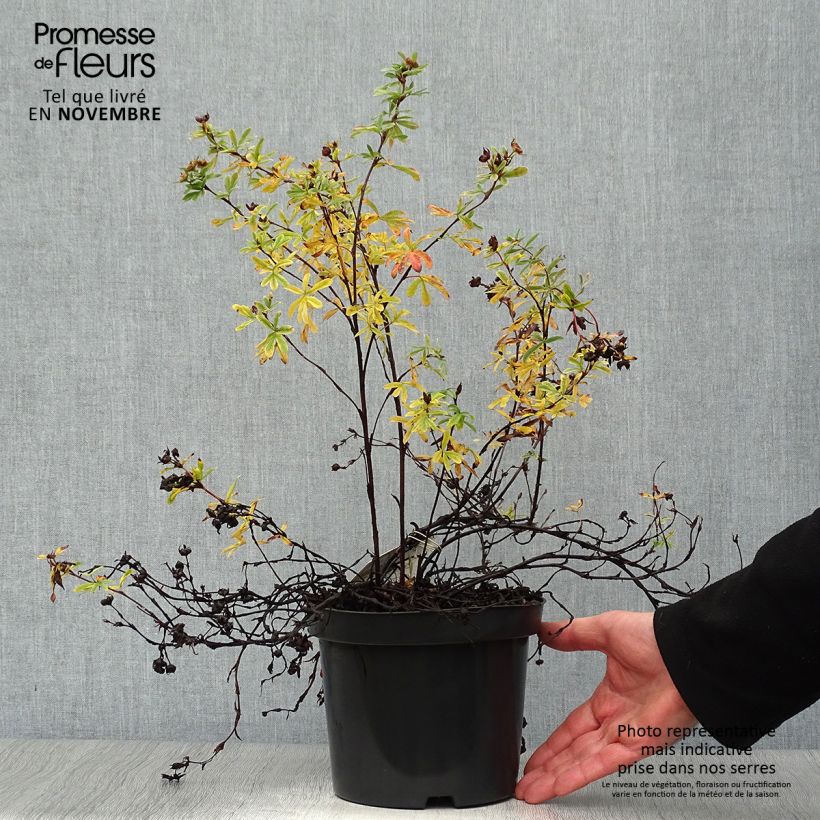 Ejemplar de Potentilla fruticosa Goldteppich Maceta 1,5L/2L entregado en otoño
