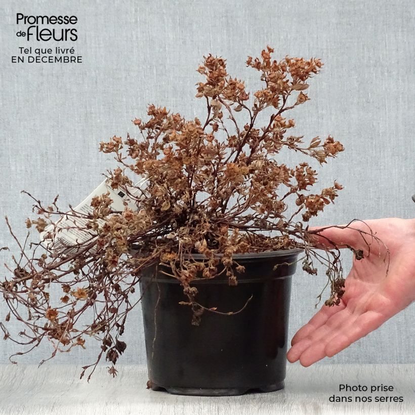 Potentilla fruticosa Goldteppich Maceta 1,5L/2L Ejemplar entregado en invierno